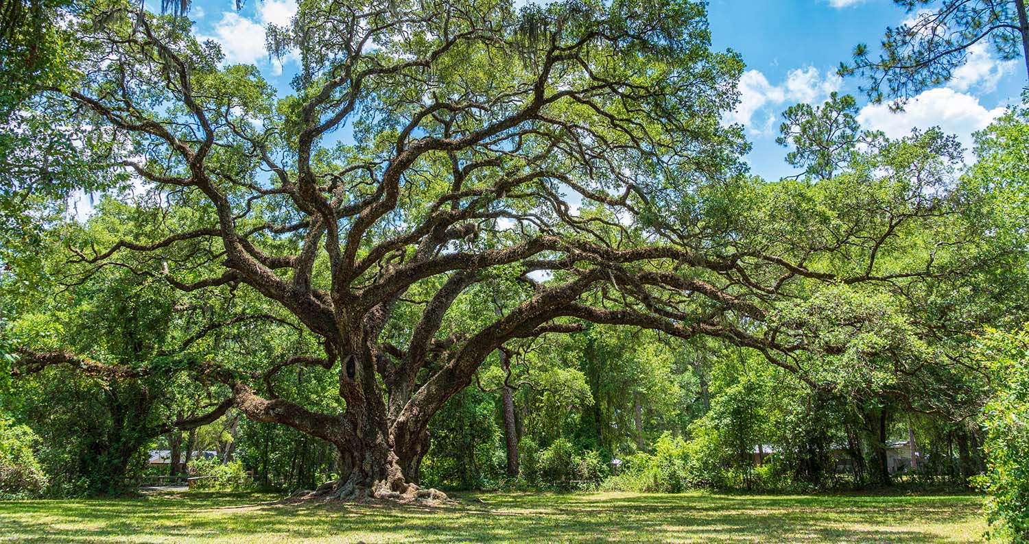 Arborist Services Company
