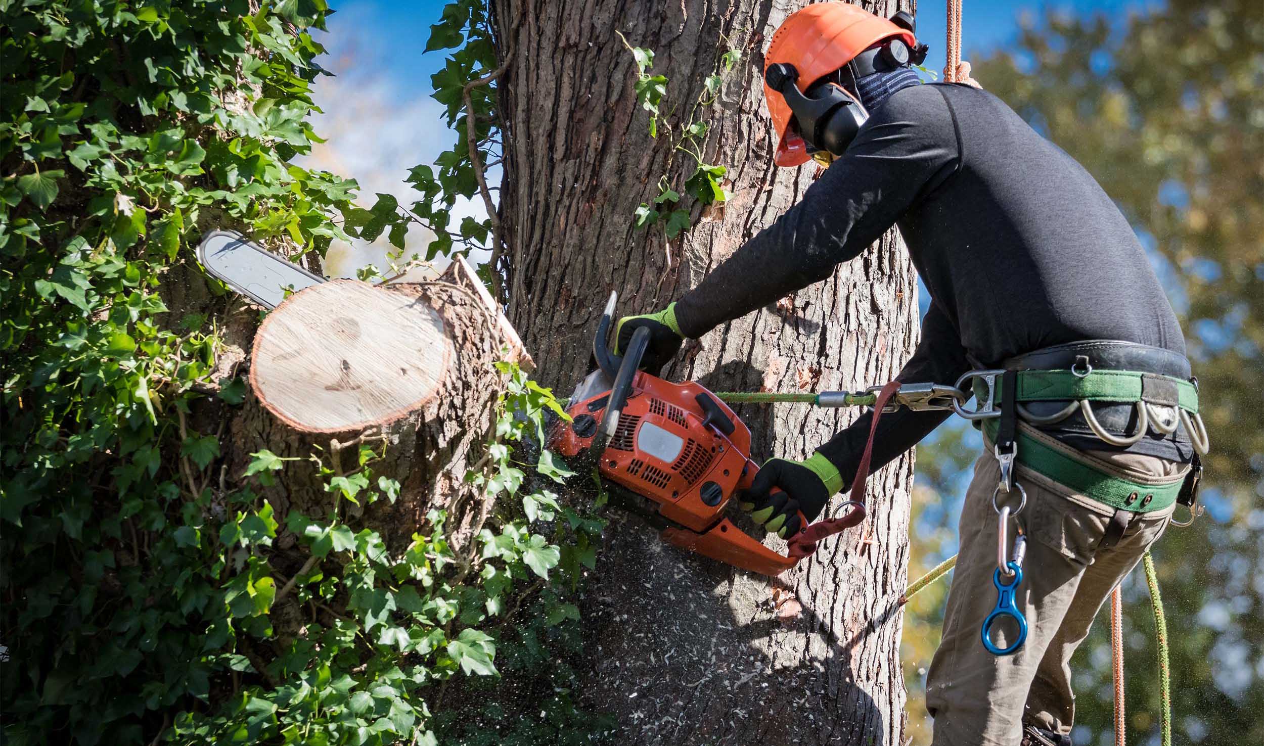 Tree Trimming Service Company