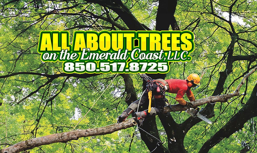 Tree Removal – Tree Trimming – Stump Grinding Tree Removal - Tree Trimming - Stump Grinding