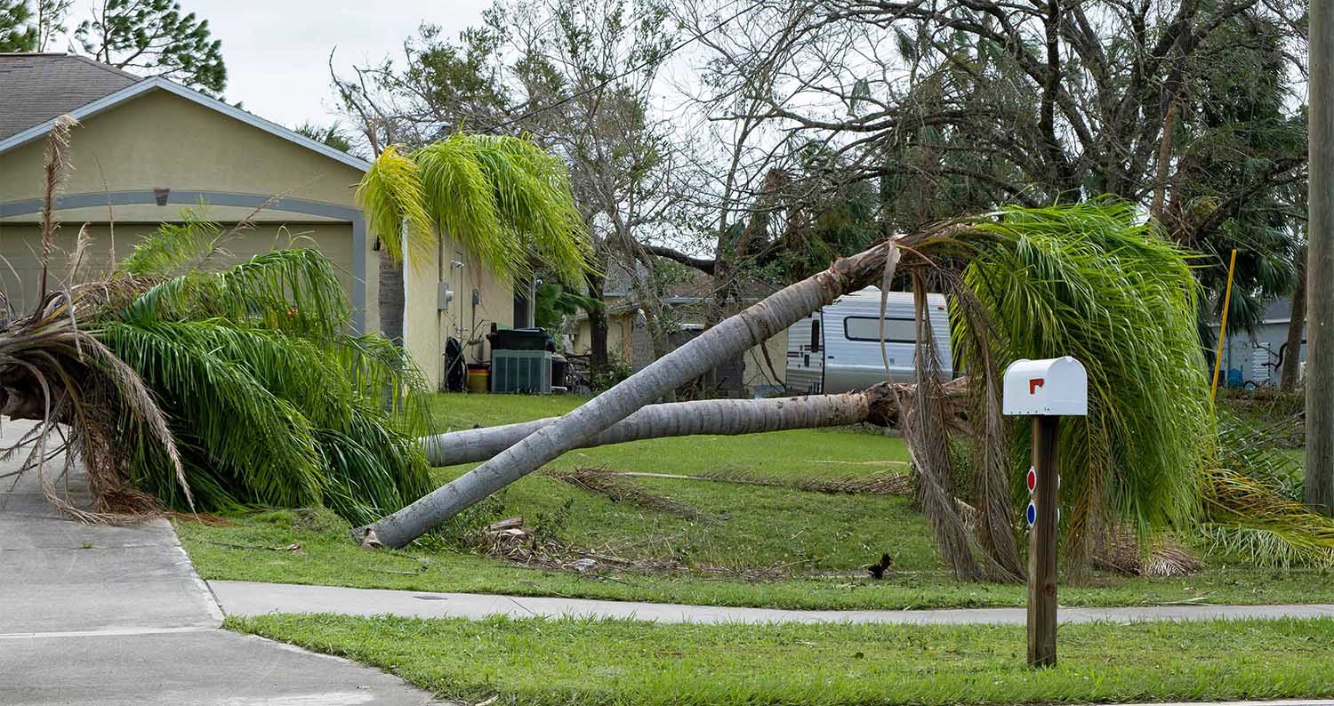 Emergency Tree Storm Services Company