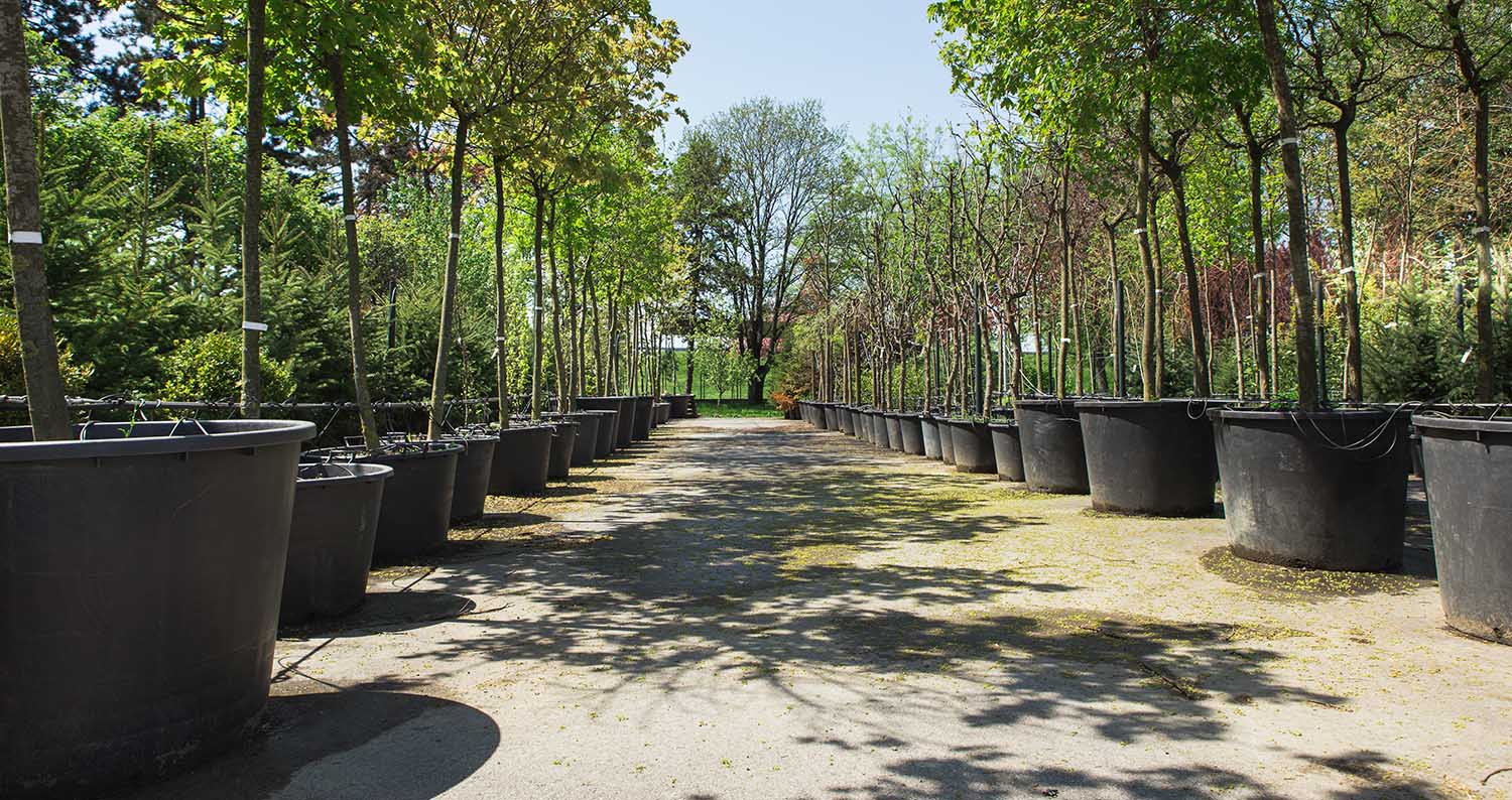 Professional Tree Planting Company Professional Tree Planting Company