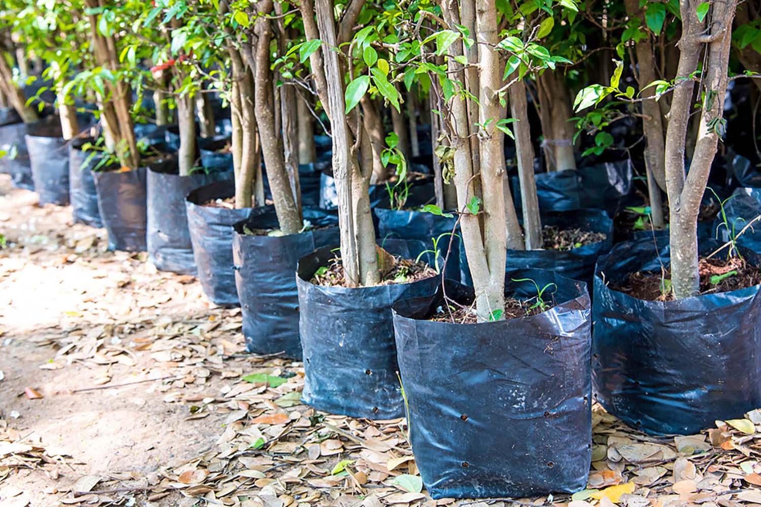 Tree Planting