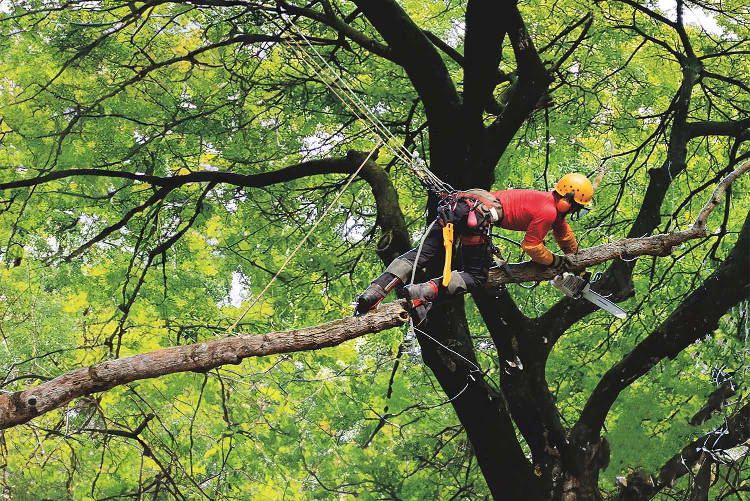 Tree Trimming